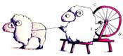 sheep